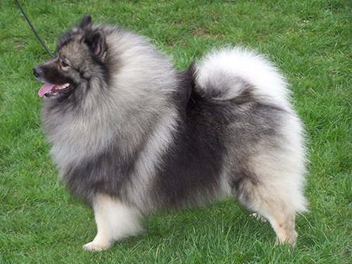 Keeshond dog standing on grass looking for attention