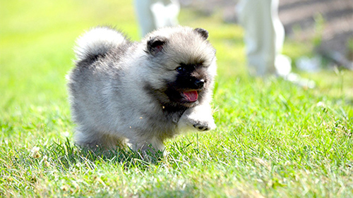 Cuddly and puffy Keeshond puppy running on a grass field