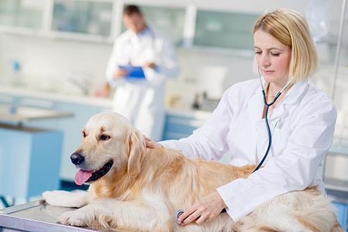 kidney failure in dogs stages