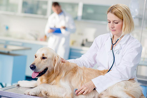 what-causes-kidney-failure-in-dogs-everything-you-should-know