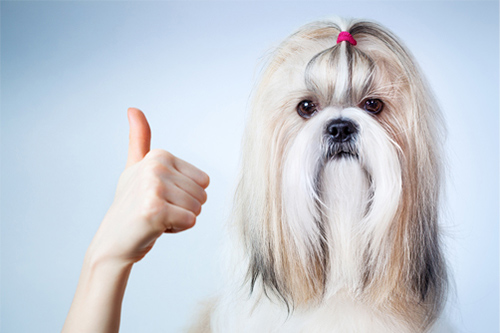 know about your shih tzu