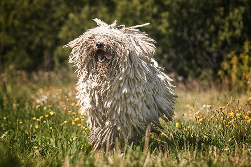 Komodor Dog running on grass while shaking out its lovely white locs