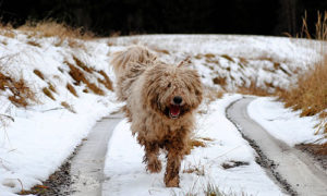 Komondor dog