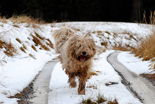 Komondor dog