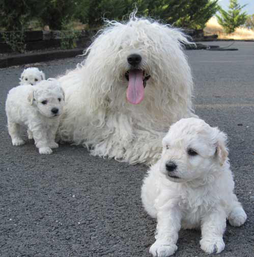 komondor puppies and mom resting in the driveway