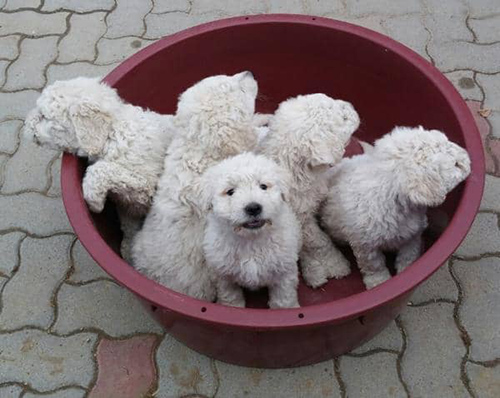 5 komondor puppies inside a bucket looking for their forever homes