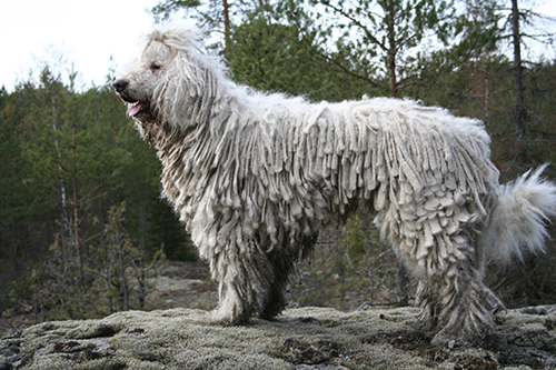 Komondor temperament