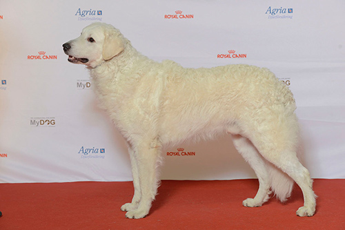 Kuvasz dog looking handsome