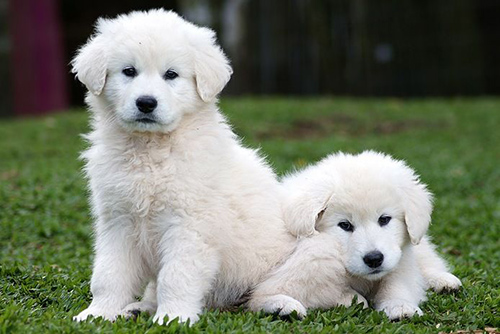 Two kuvasz puppies chilling and waiting to get some attention