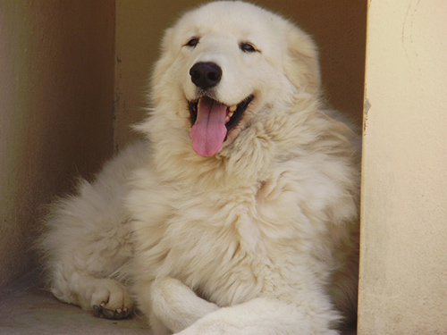 Kuvasz temperament