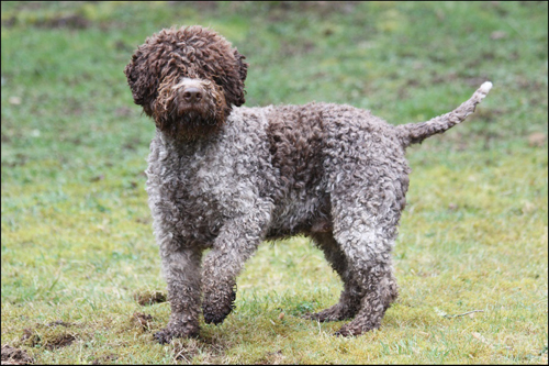 the handsome lagotto romagnolo