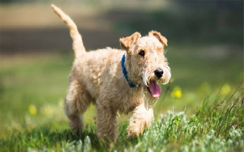 lakeland terrier frolicking in the park