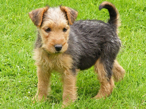 lakeland terrier puppy looking to get into trouble