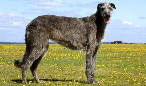 Scottish Deerhound large low energy dog