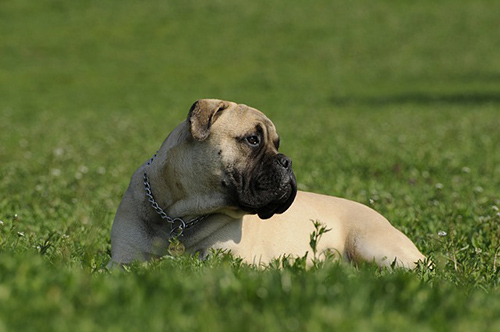 Image of lazy dog breeds Bullmastiff