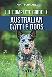 Learn every thing about the Australian Cattle Dog
