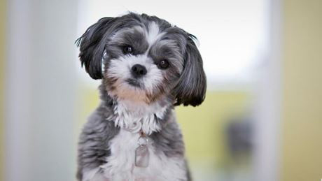 Learn about ways to own a Shih Tzu