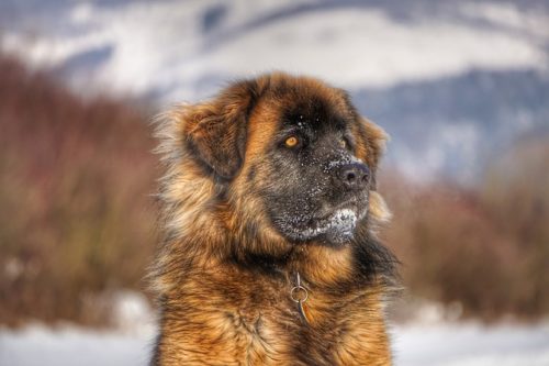 Leonberger at home in the snow