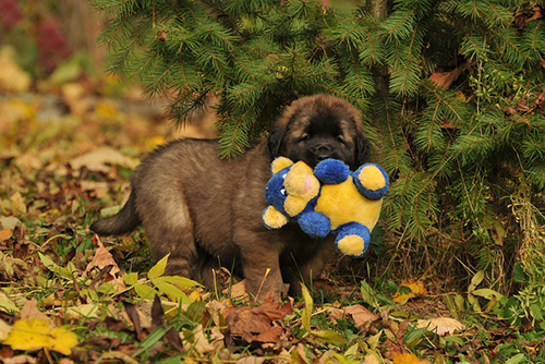 leonberger puppy carrying its toy in its mouth