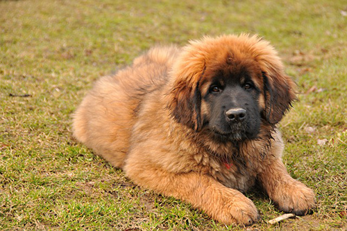 leonberger puppy taking the opportunity to take some rest time