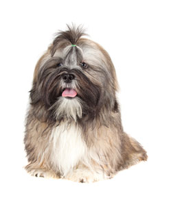 picture of a lhasa apso - lhasa apso vs shih tzu