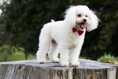 little Poodle posing on a giant tree stump