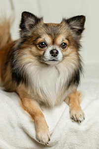 long haired chihuahua weight