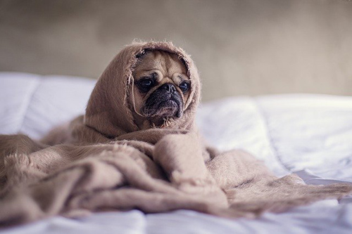 Image of the Pug in the bed under the sheets. Low energy dogs for first-time owners