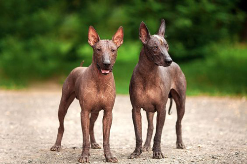 low energy dogs that don't shed the Xoloitzcuintli