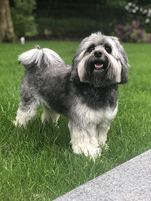 Lowchen dog looking for a treat