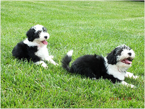 Two Lowchen puppies having some fun in the grass