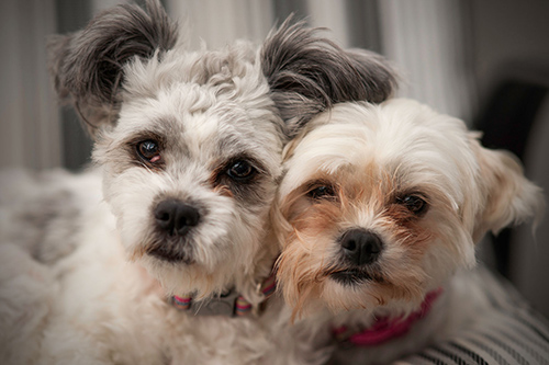 image of male Shih tzu and female Shih tzu