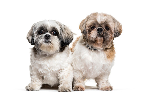 image of male Shih tzu and female Shih tzu sitting side by side