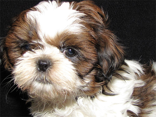 male shih tzu puppies price