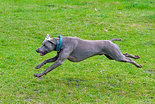 male weimaraner weight