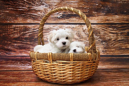 two tiny cute Maltese puppies inside of a basket