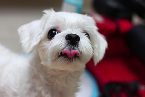 Closeup of a Maltese dog with its tongue out