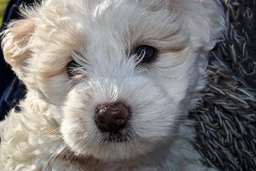 Adorable Maltese dog looking sad