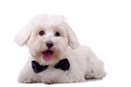 picture of a maltese dog - small dog breeds
