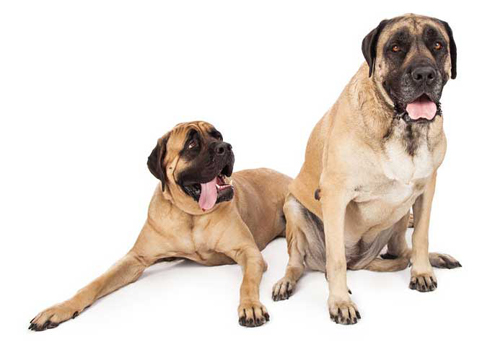 Mastiff brother and sister relaxing