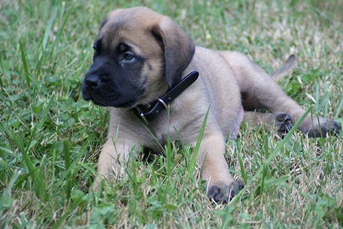 Mastiff puppy laying in the grass just relaxing