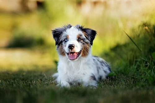 miniature american shepherd laying in the grass and enjoying some down time in the shade