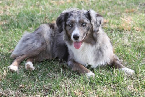 Miniature American Shepherd relaxing in the grass after a long day of exercise.