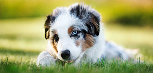 The most adorable miniature american shepherd puppy you have ever seen chilling in the grass biting on a stick