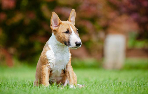 miniature bull terrier standing looking amazing