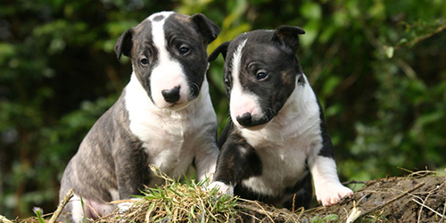 Two of the cutest miniature bull terrier puppies you've ever seen