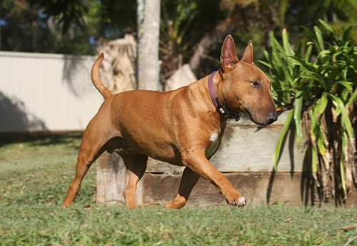 Miniature Bull Terrier temperament