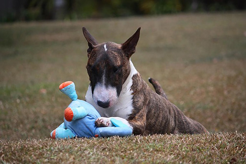 Miniature Bull Terrier relaxing and playing with his toy