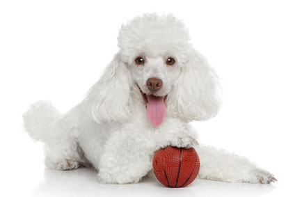 picture of miniature poodle