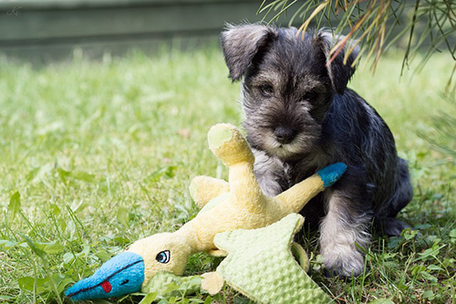 Miniature Schnauzer puppy playing with its toy